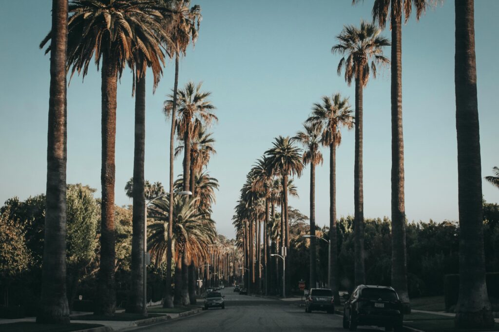 Palm trees and cars line a scenic street in Beverly Hills under a blue sky, showcasing urban beauty.